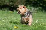 NORFOLK TERRIER 079